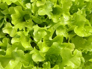 Fresh Spinach