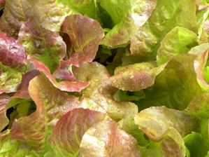 a close up of a bunch of lettuce