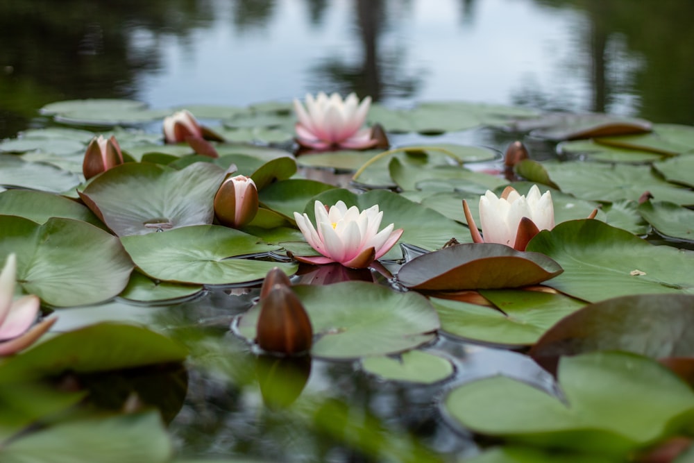 a group of water lilies floating on top of a pond