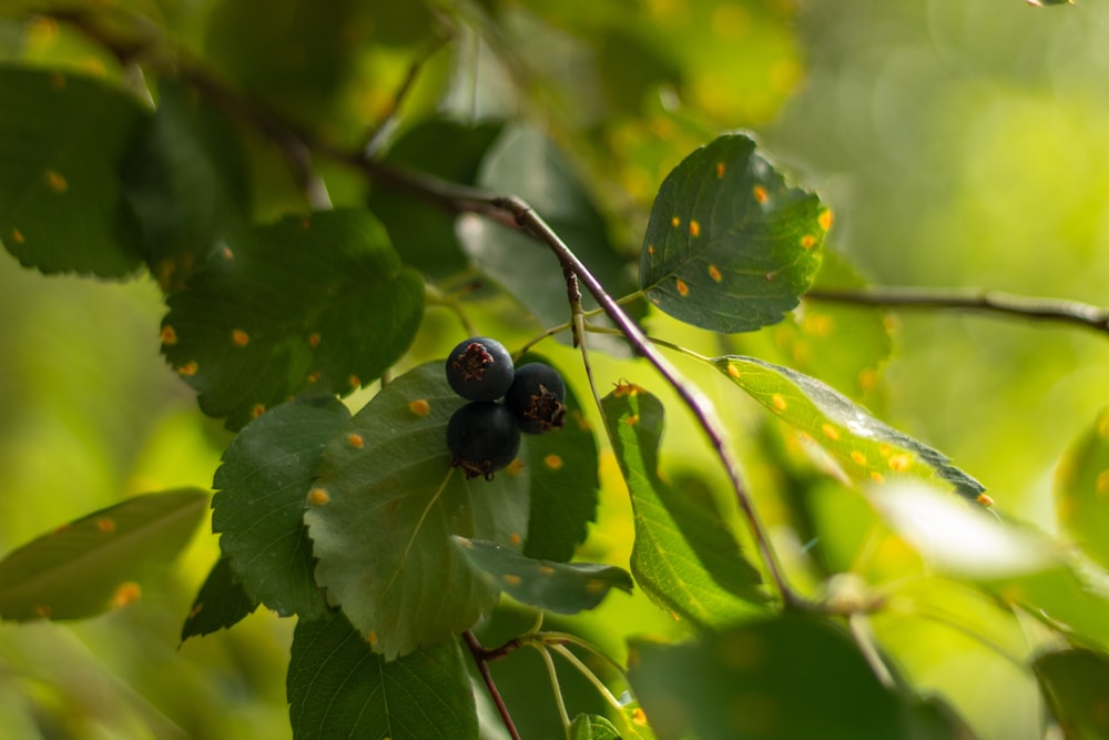 a branch with leaves and berries on it