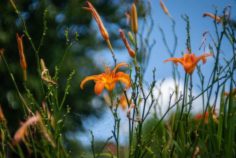 a group of orange flowers sitting on top of a lush green field