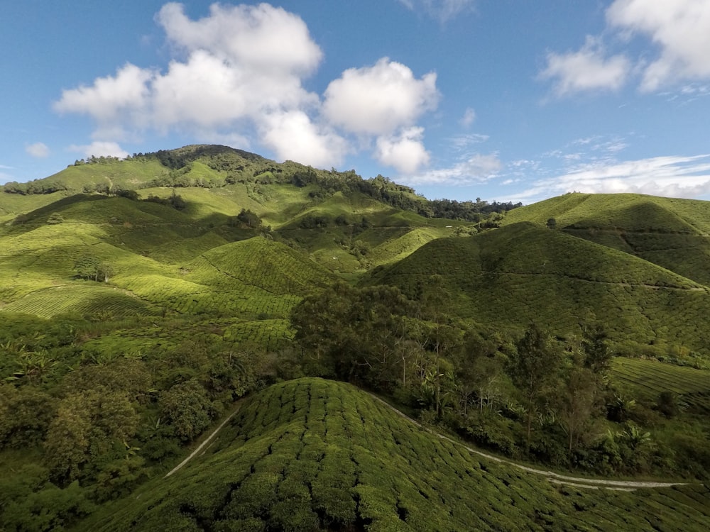 a lush green hillside covered in lush green trees