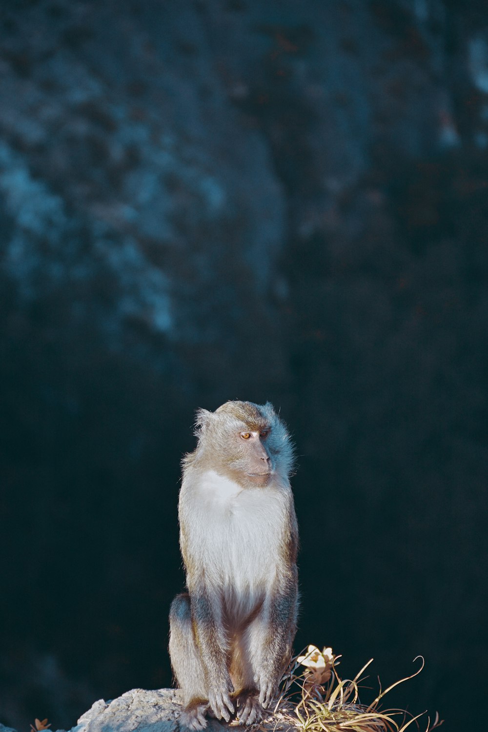 a monkey sitting on top of a rock