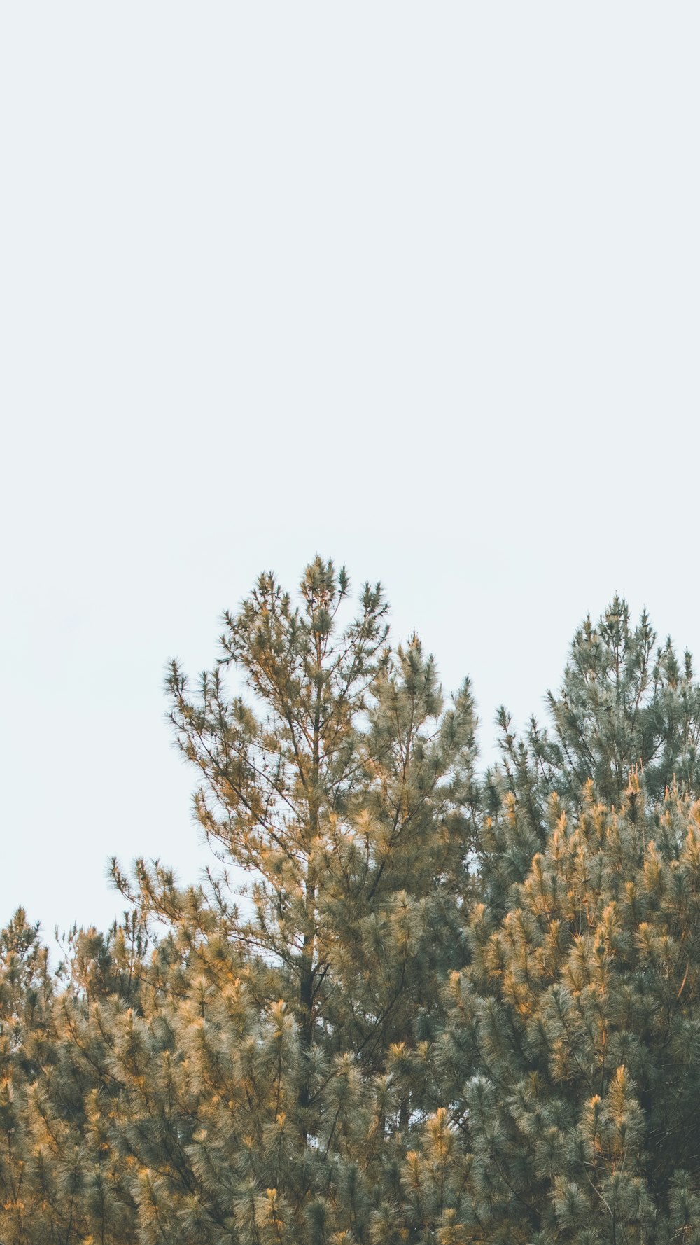 a group of trees with a sky in the background