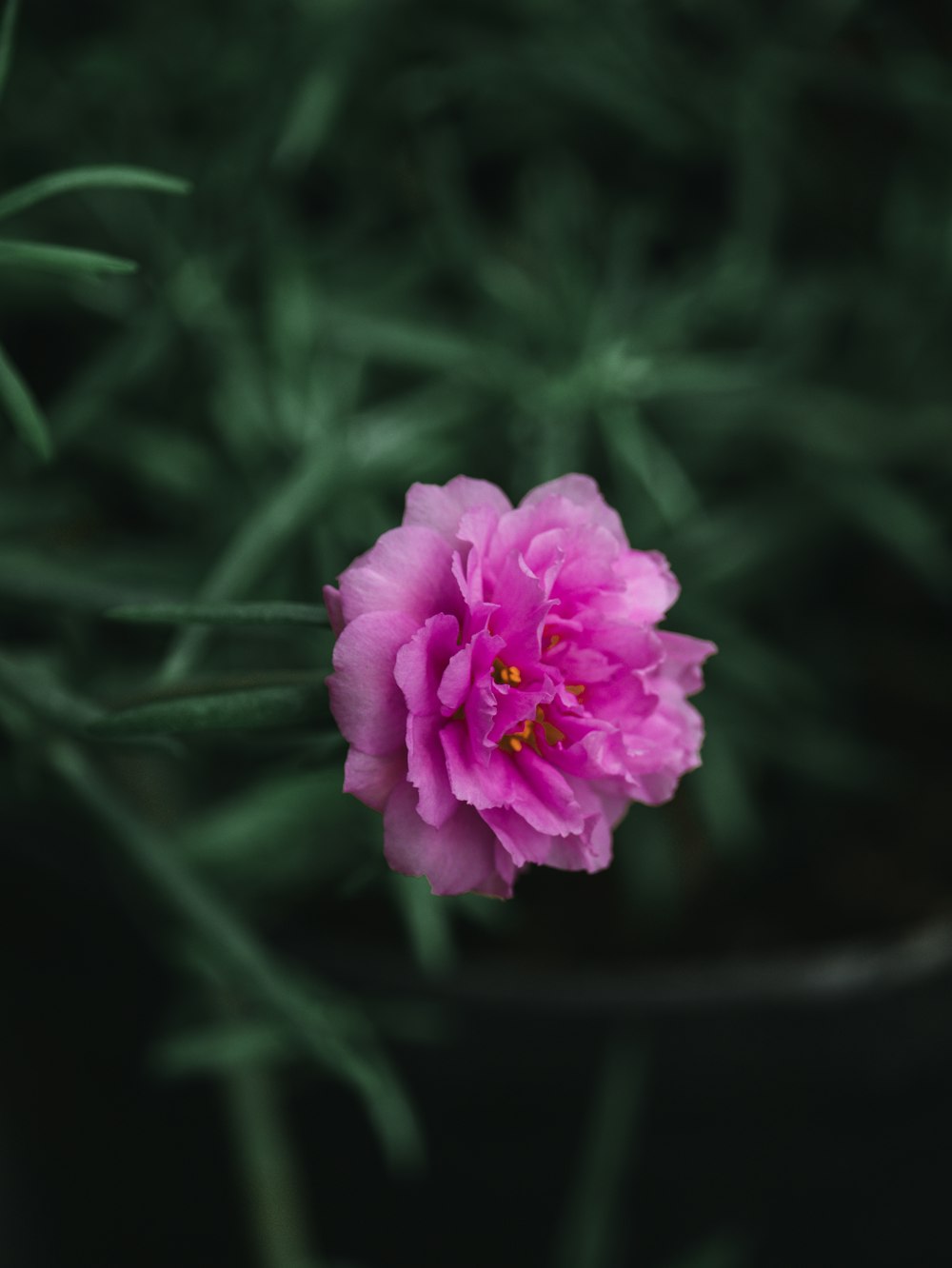 a pink flower is in a black pot
