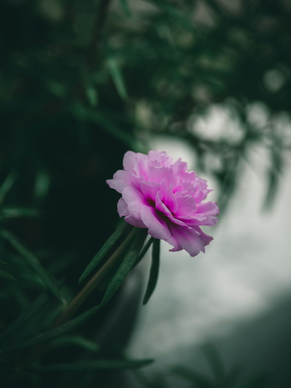 a pink flower sitting on top of a green plant