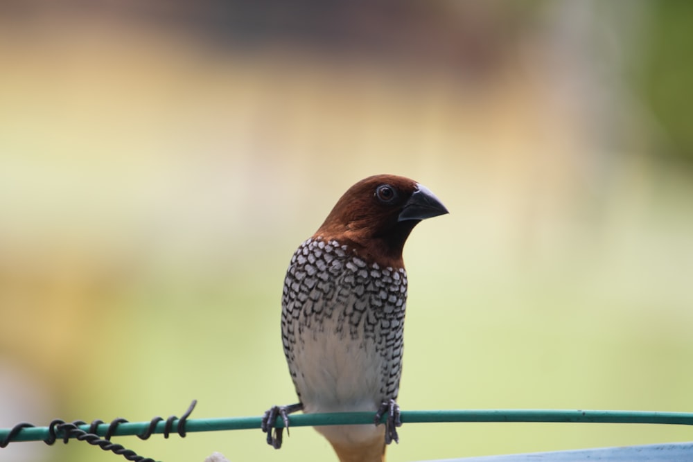 a bird perched on a wire with a blurry background