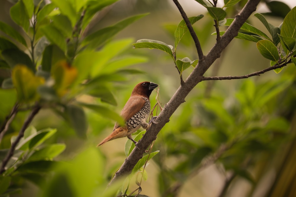 a small bird perched on a tree branch