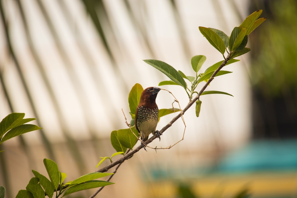 Un pequeño pájaro encaramado en la cima de la rama de un árbol