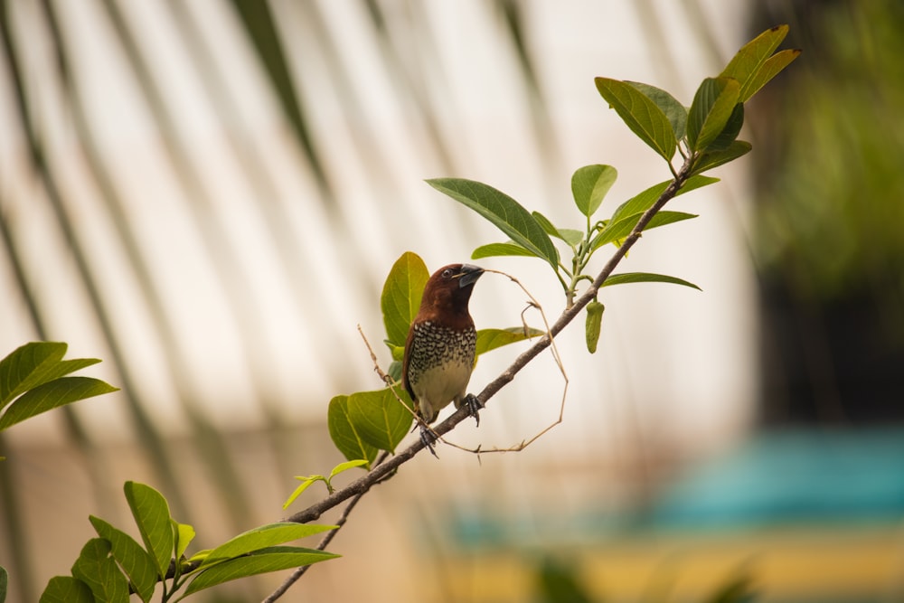 a small bird perched on a tree branch