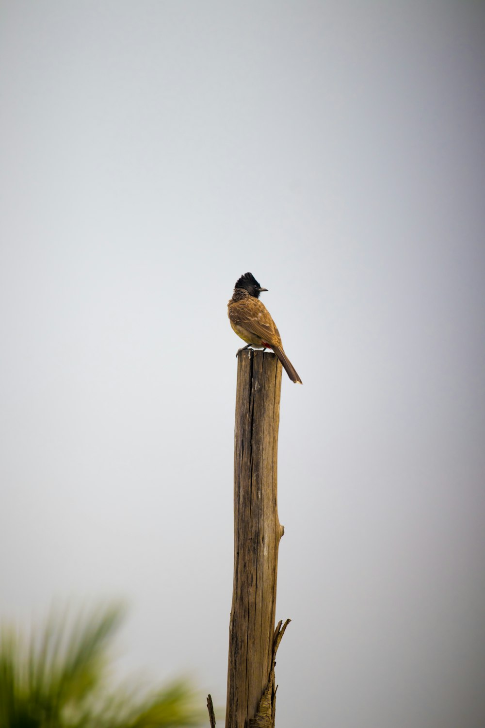 a small bird perched on top of a wooden post