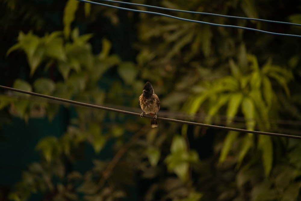 um pequeno pássaro sentado em uma linha de energia
