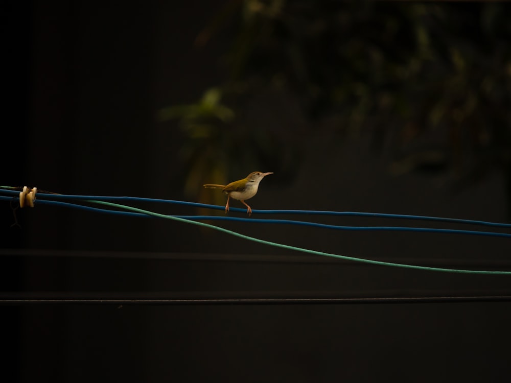 Un pequeño pájaro sentado en un alambre en la oscuridad