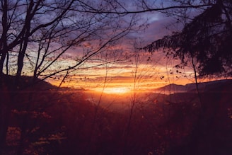 The image captures a serene sunset scene behind a forest of leafless trees. The horizon glows with vibrant hues of orange, pink, purple, and yellow, casting a calming light over the undulating landscape. Silhouetted branches stretch across the sky, creating a peaceful and reflective atmosphere.