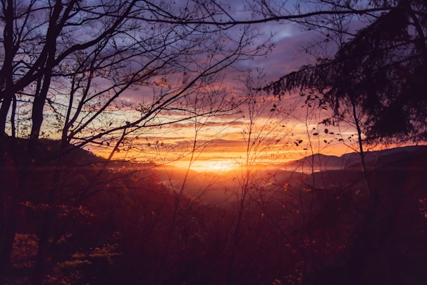 The image captures a serene sunset scene behind a forest of leafless trees. The horizon glows with vibrant hues of orange, pink, purple, and yellow, casting a calming light over the undulating landscape. Silhouetted branches stretch across the sky, creating a peaceful and reflective atmosphere.
