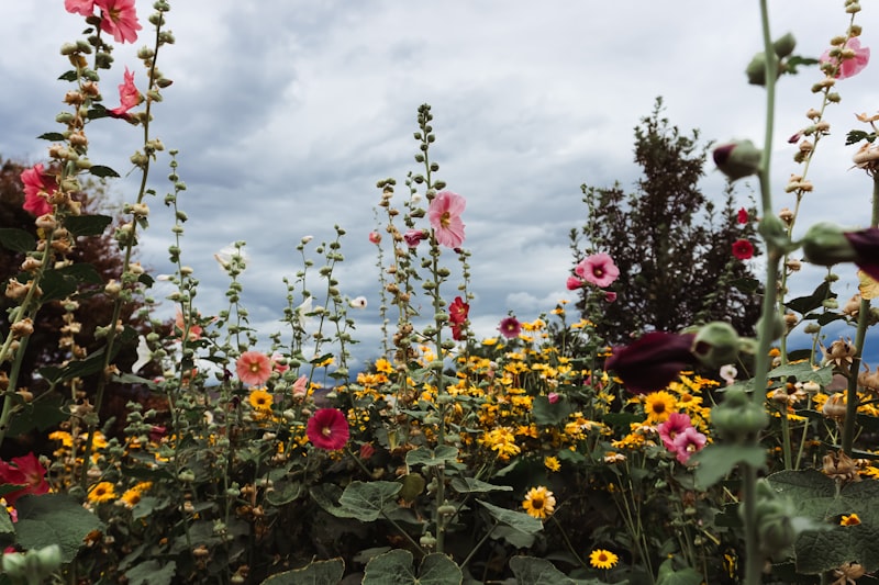 Cottage garden in full summer bloom