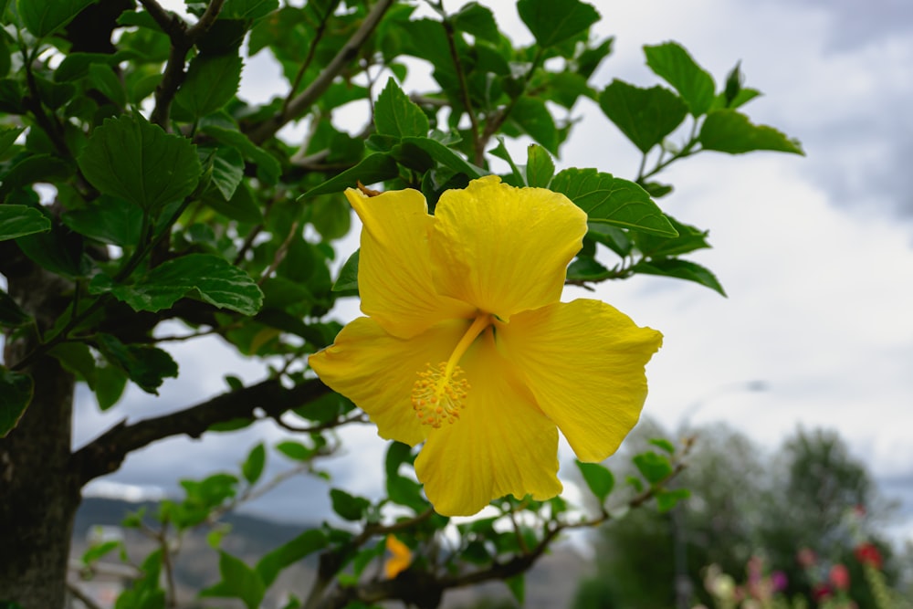 a yellow flower is growing on a tree