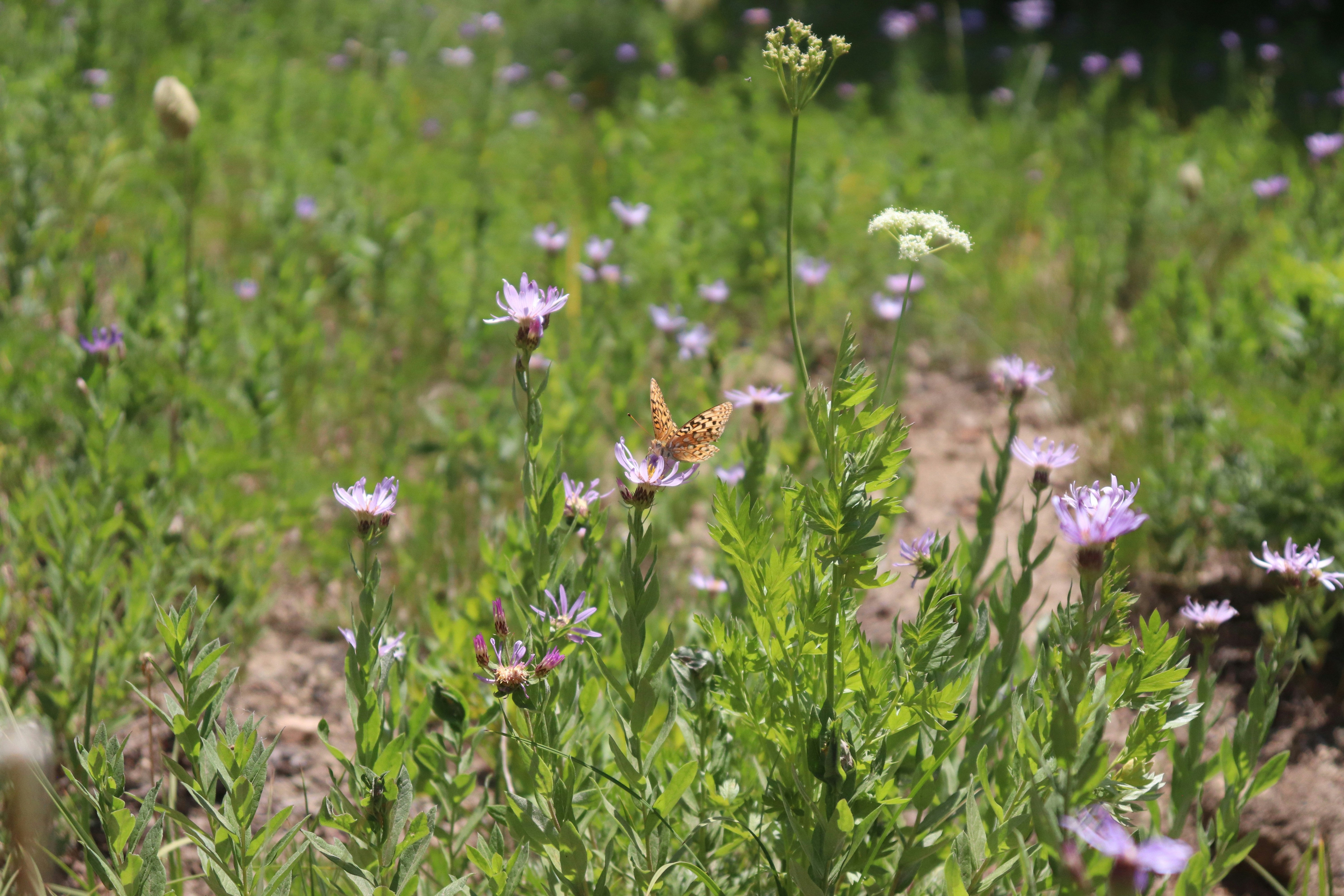 a field full of purple and white flowers
