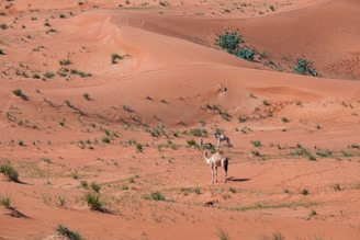 Two camels are standing in a desert landscape characterized by reddish-brown sand dunes and sparse green vegetation. The scene is wide and open, with gentle undulating dunes in the background and patches of grass scattered throughout the sand.