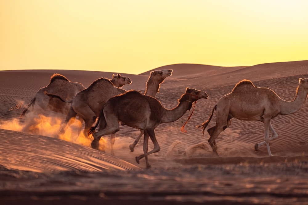 a group of camels running across a desert