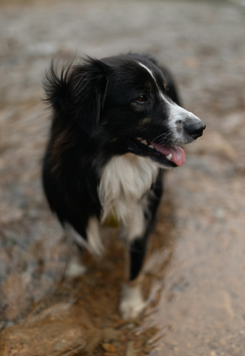 a black and white dog is standing in the water