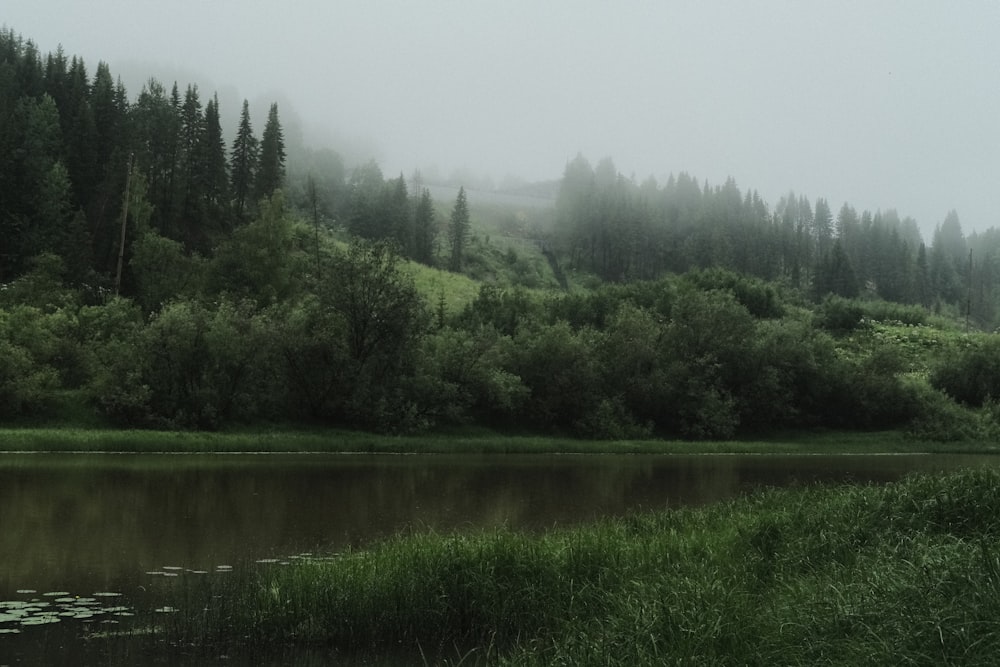 a body of water surrounded by lush green trees