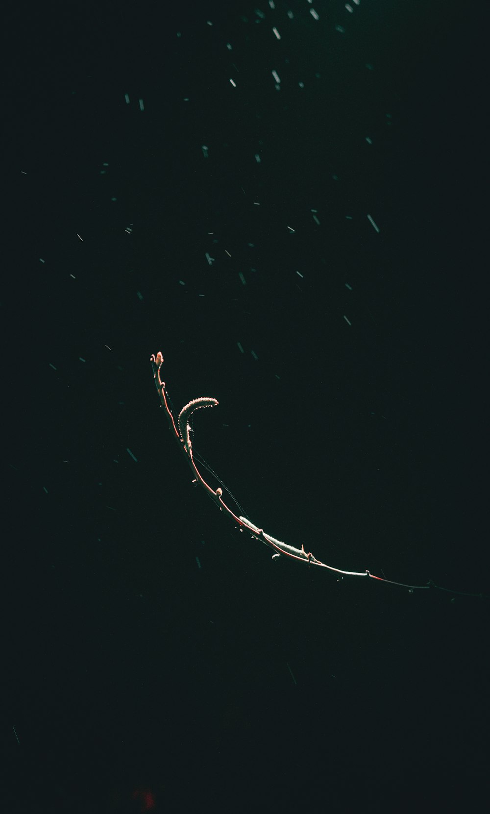 a branch of a plant in the dark