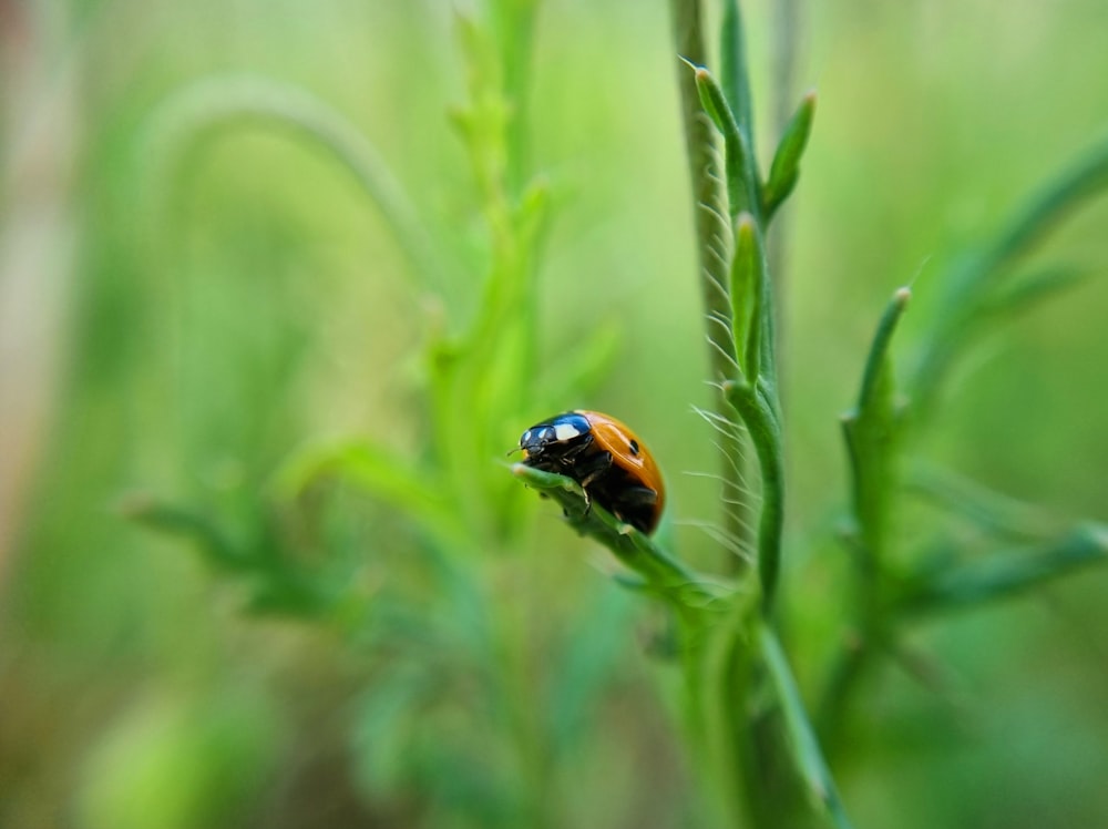 a close up of a bug on a plant