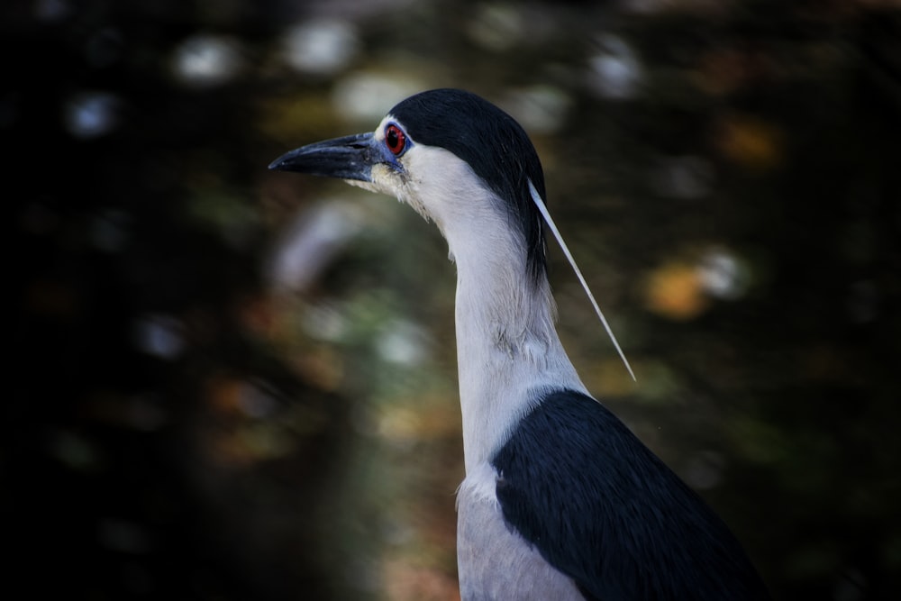 a black and white bird with a long beak