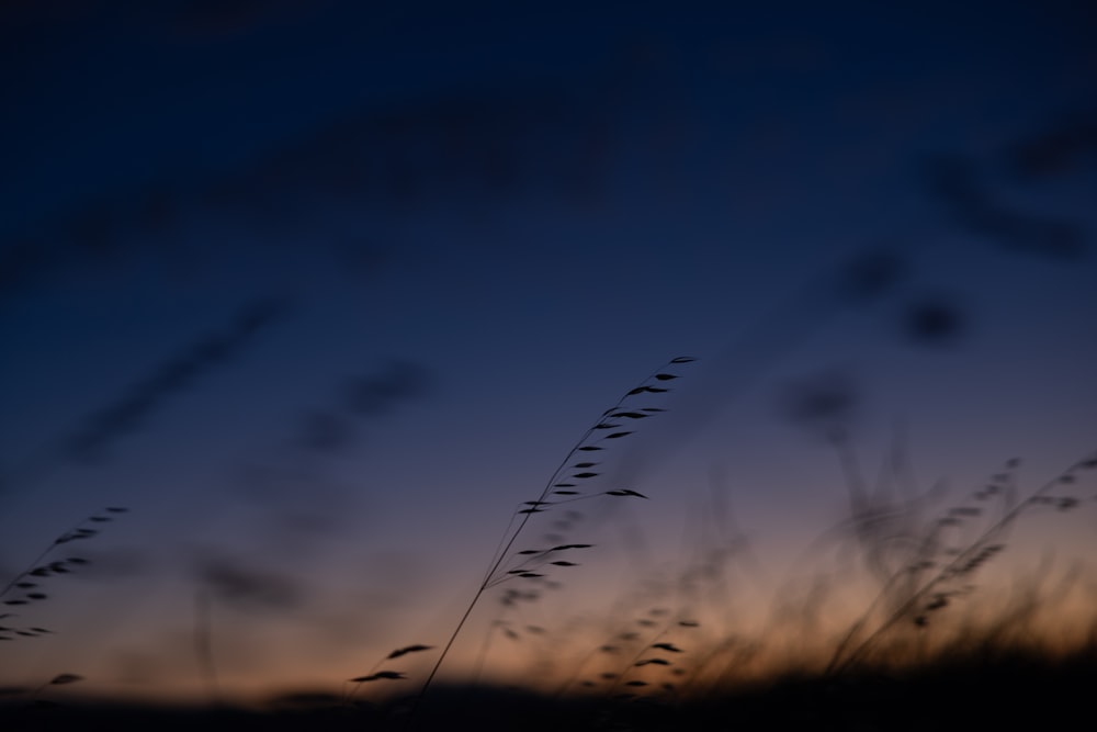 the silhouette of a plant against a blue sky