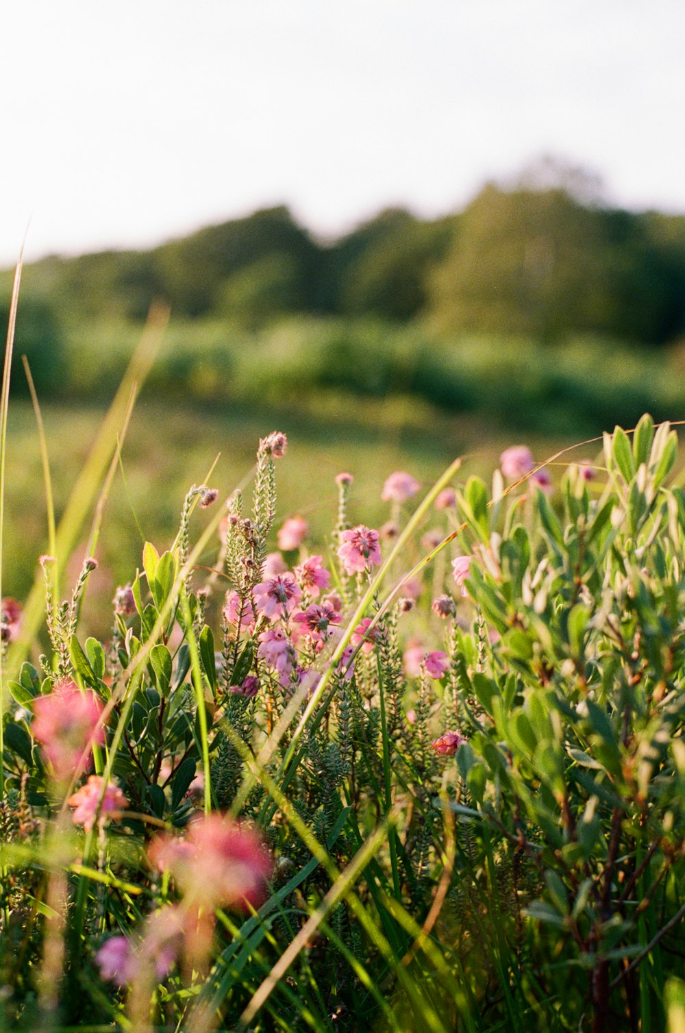 a bunch of flowers that are in the grass