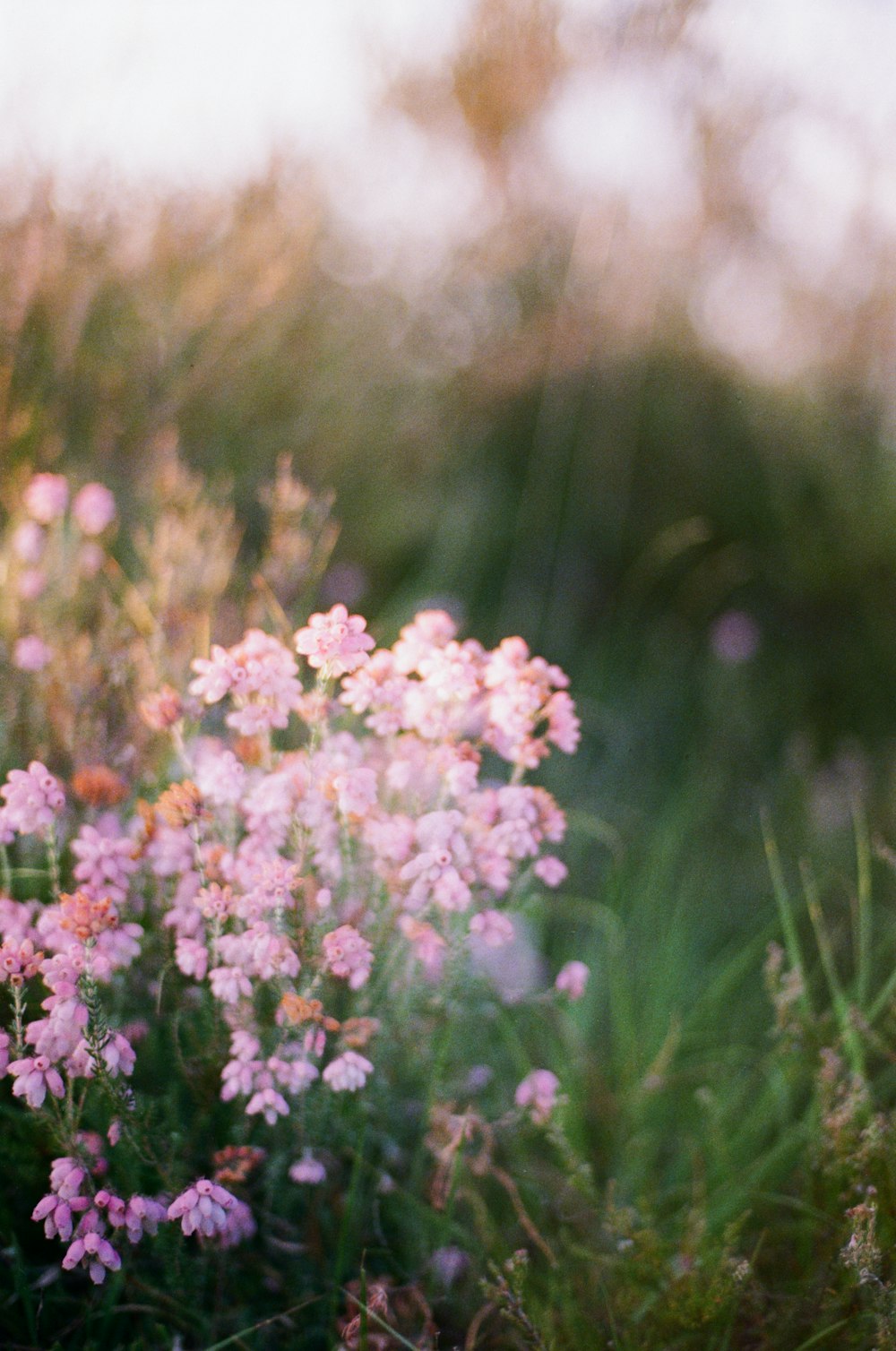 a bunch of flowers that are in the grass