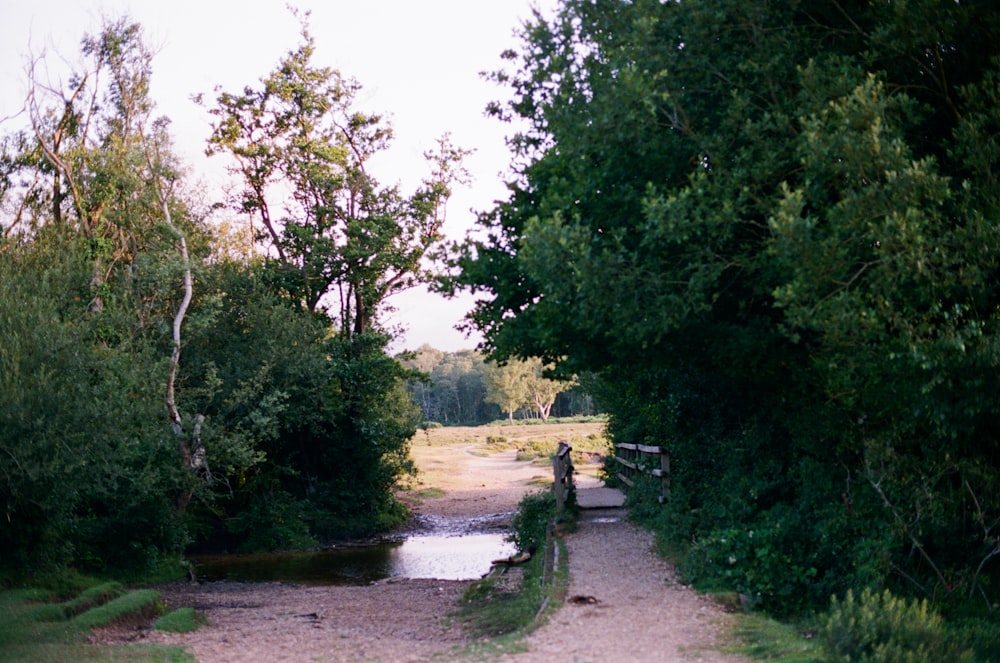 a dirt road surrounded by trees and water