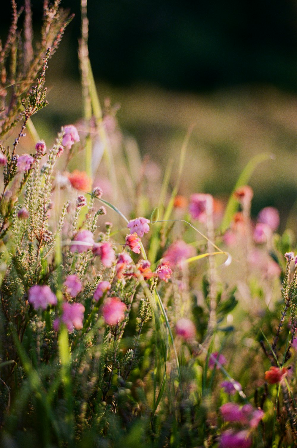 a bunch of flowers that are in the grass