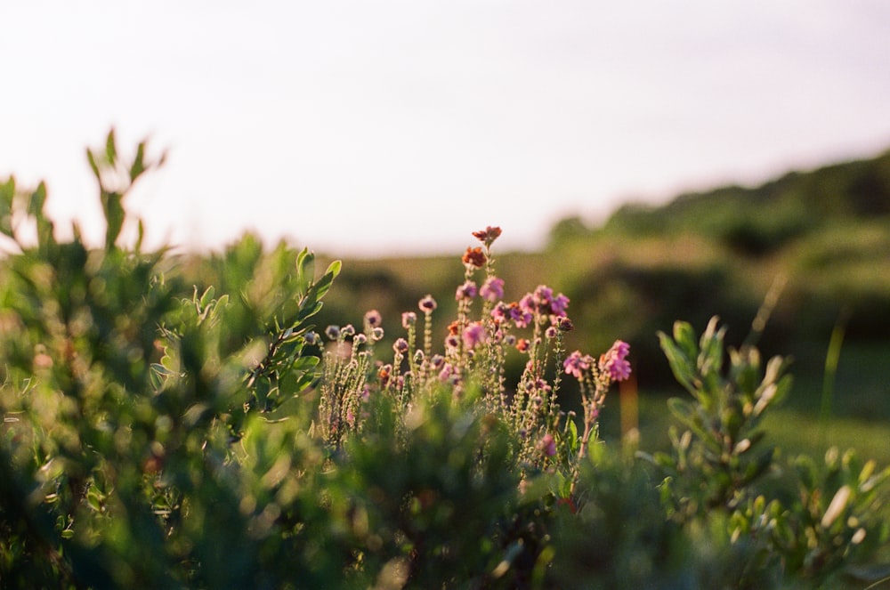 a bunch of flowers that are in the grass