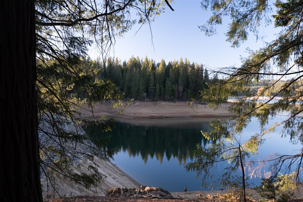 a lake surrounded by pine trees in the middle of a forest