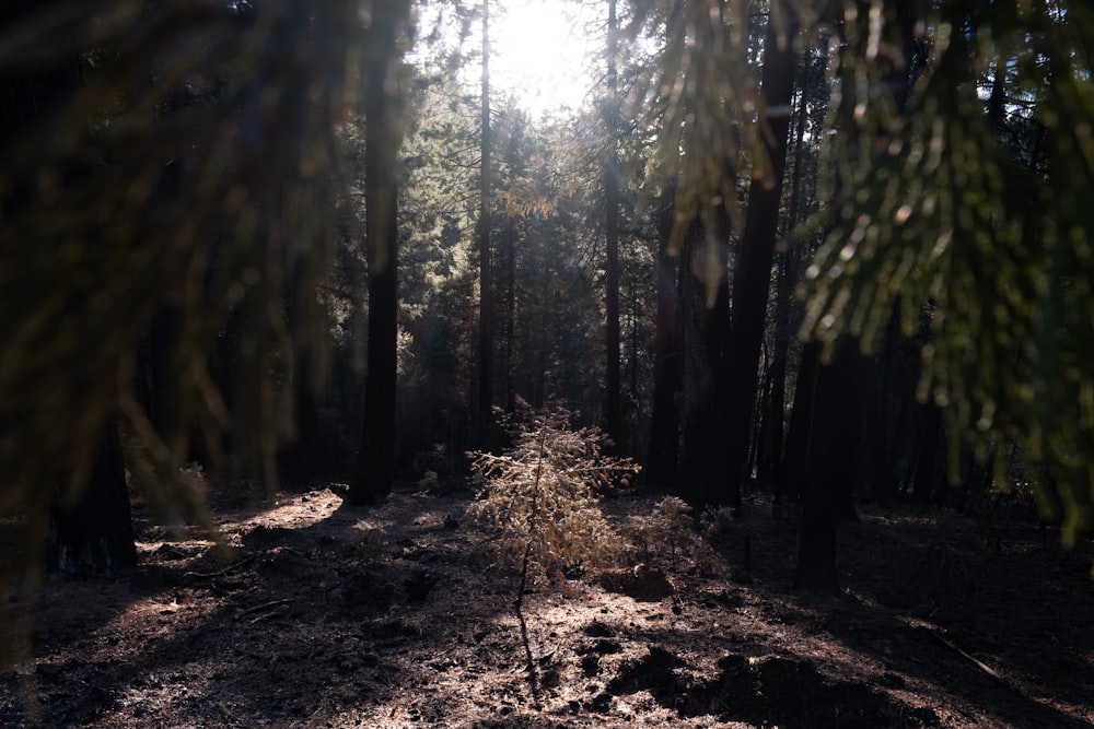 the sun is shining through the trees in the forest