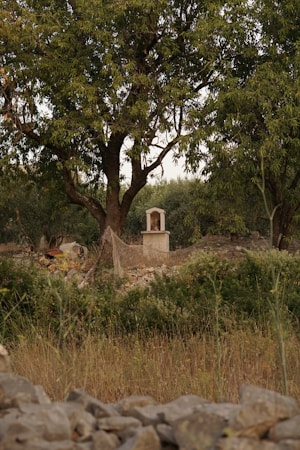 केदारनाथ धाम: एक आध्यात्मिक यात्रा