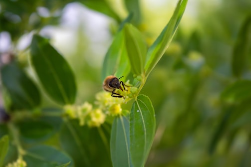 A cheerful bee holding a tiny envelope, ready to deliver your message.