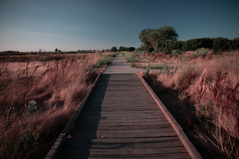 a wooden walkway in the middle of a field