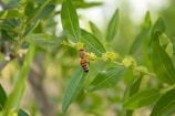 A bee is collecting nectar from small yellow flowers on a branch surrounded by lush green leaves. The foliage is vibrant, and the setting appears to be a natural outdoor environment.