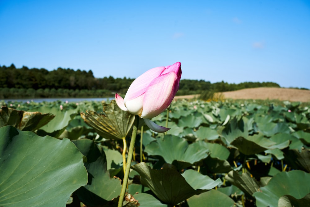 a pink flower is in the middle of a field of water lilies