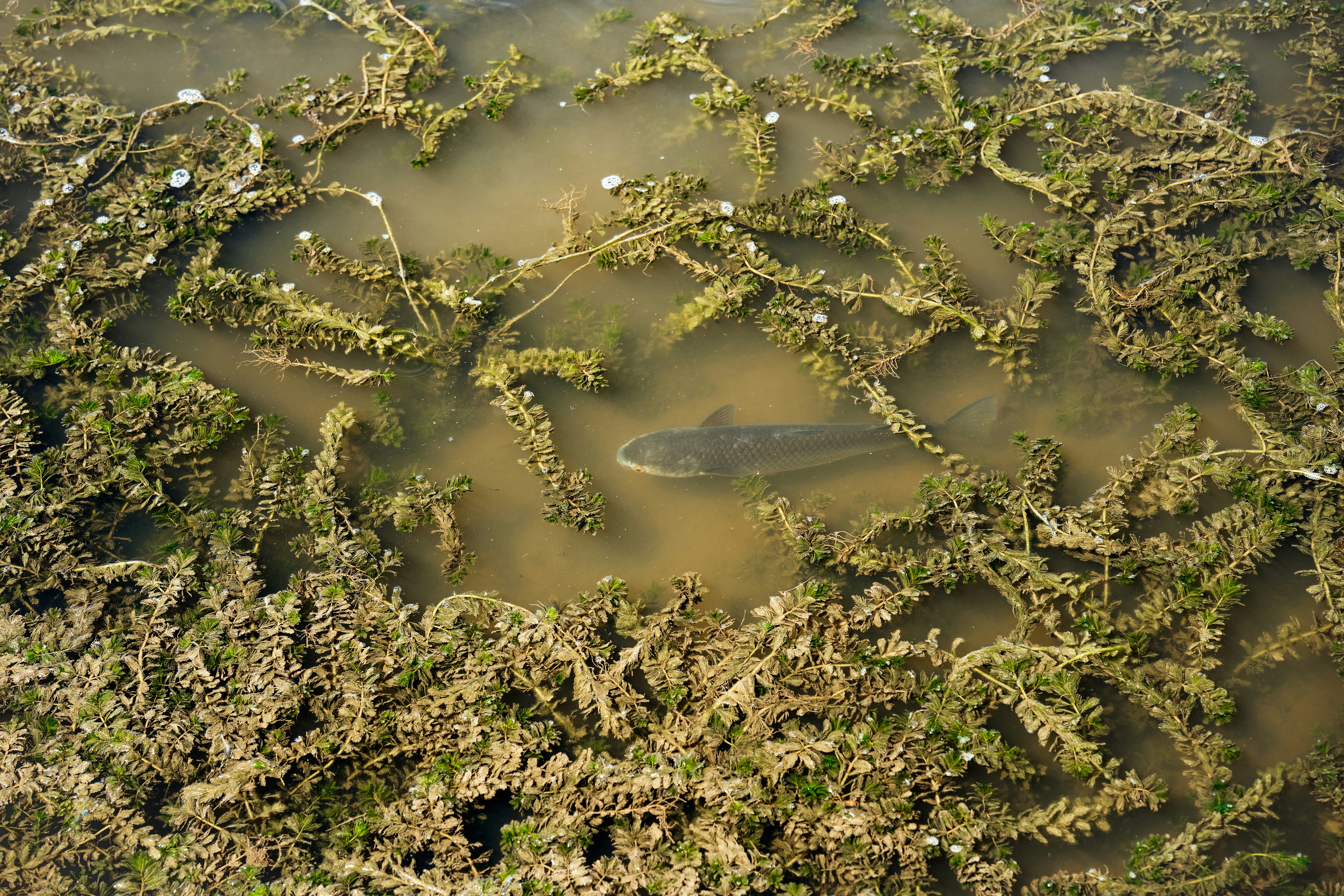 a fish in a body of water surrounded by vegetation