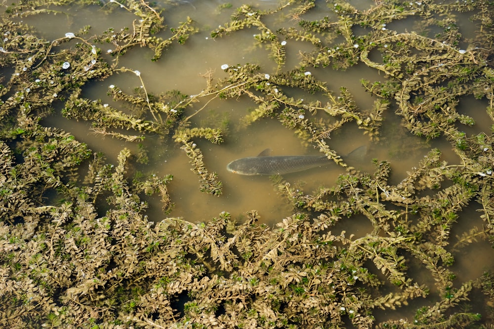 a fish in a body of water surrounded by vegetation