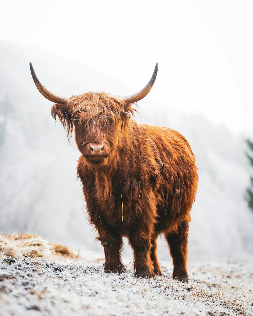 a brown cow standing on top of a snow covered hillside