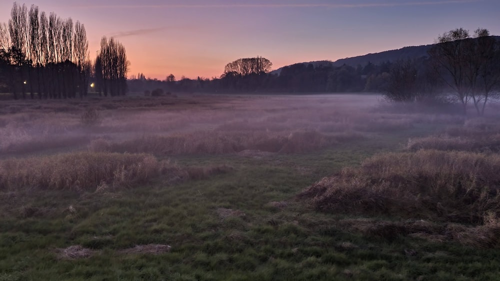 a foggy field with trees in the distance