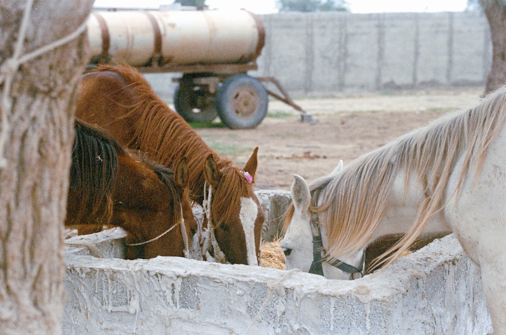 a group of horses drinking water from a trough