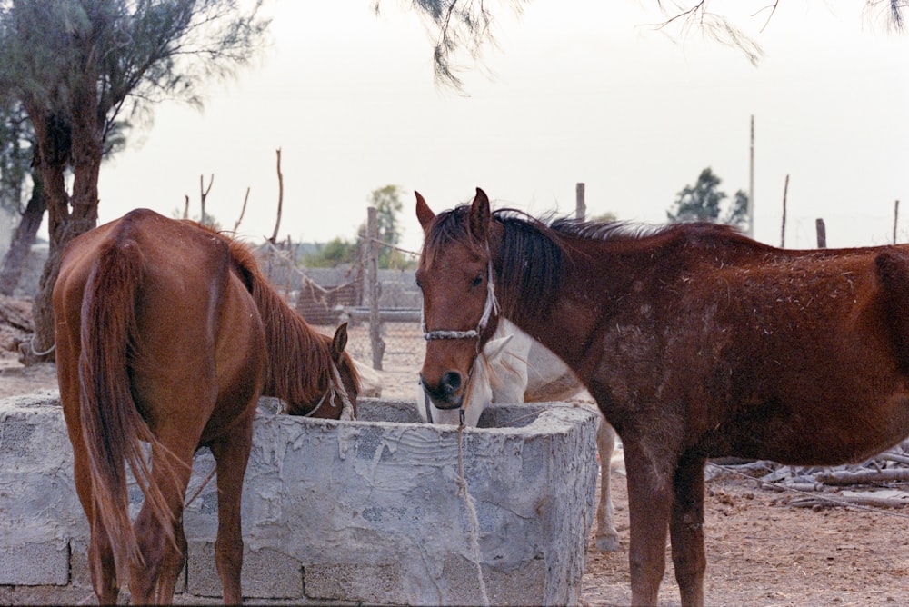 a couple of brown horses standing next to each other