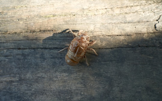 A brown insect exoskeleton is resting on a weathered wooden surface. The texture of the wood is rough with various shades of gray and brown.