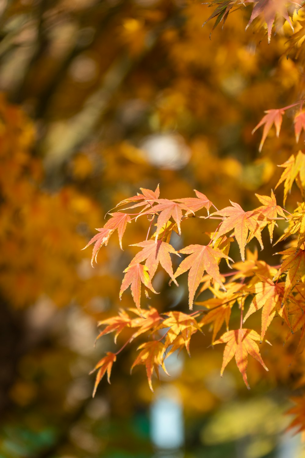 a close up of a tree with orange leaves